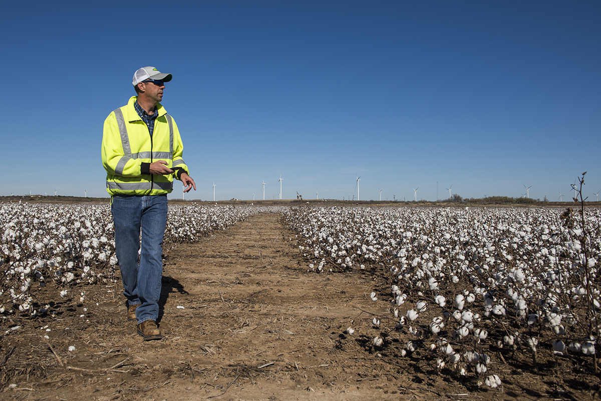 Luke Carpenter, the Lubbock, Texas, site lead for Bayer Crop Science, checks on test plots using his phone to record information. Bayer employees use an app called &quot;Plot Walker&quot; to record initial data from a field.